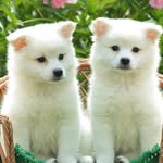 Dog Lovers USA