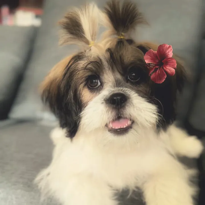 toshii🐶