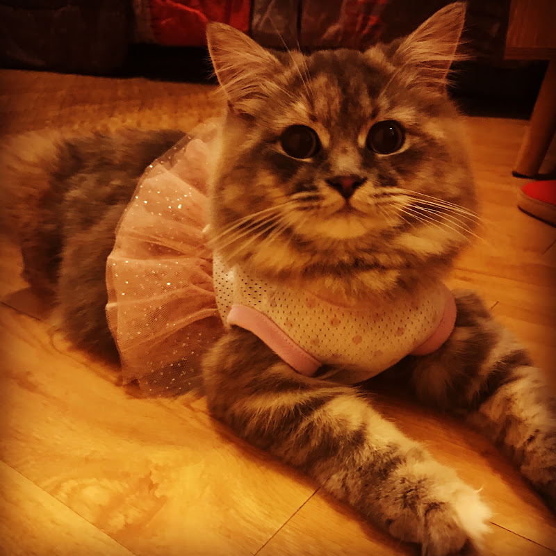 Luna The Persian Explorer
