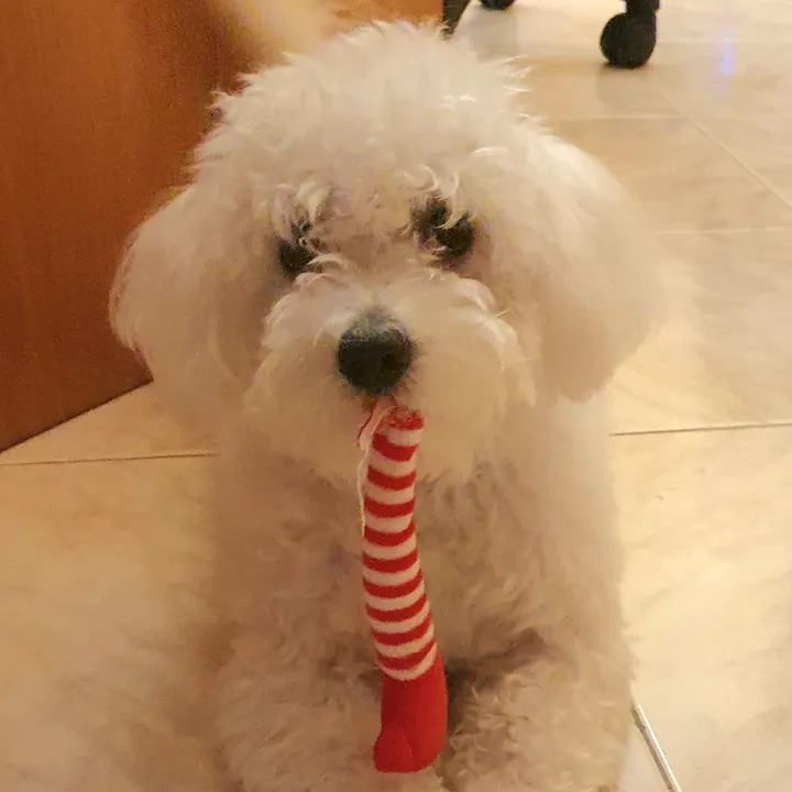 Charlie Cute Fluffy 💚