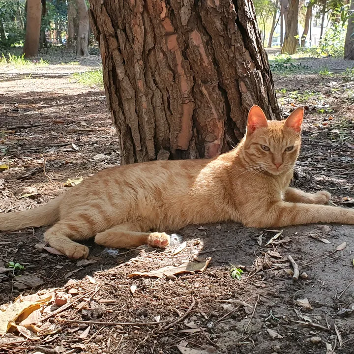 Cats of Aigaleo