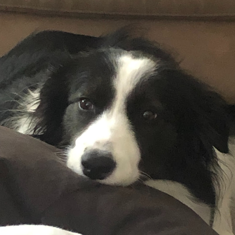 Ellie B - Border Collie