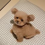 미소아라TT 🐻🐶🦭