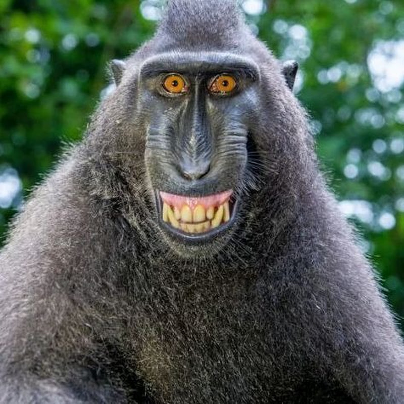 3Dmonky