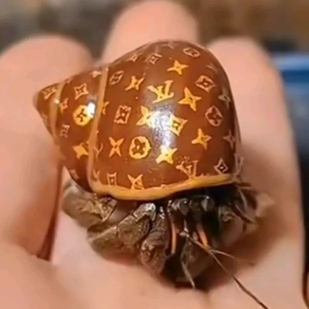 Océan Coloré 🐚🦞🪸🐠