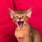 Barcelona | The Abyssinian cat
