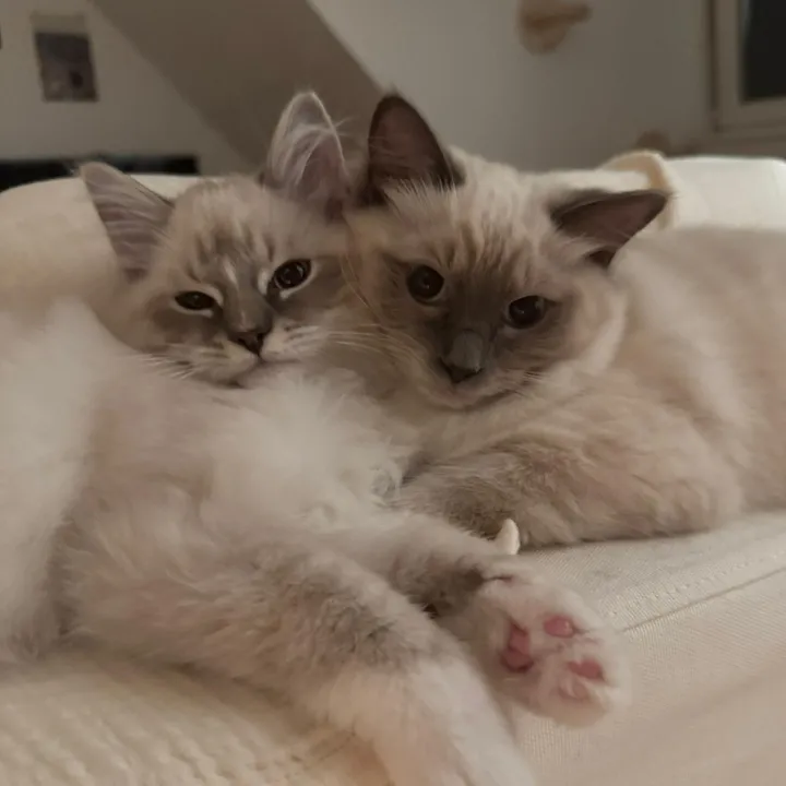 Yuni&Balou | Cat Handling 101