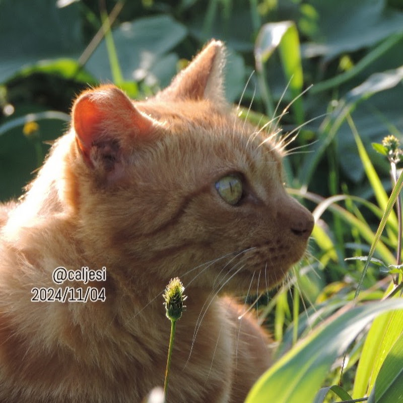 のらねこ鑑賞チャンネル【カルジェシ caljesi】猫写真家 Cat Photographer