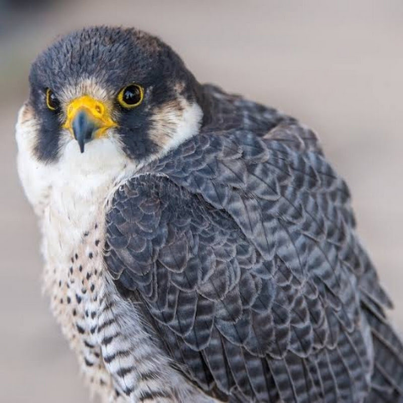 FALCON MOVIE MARKS