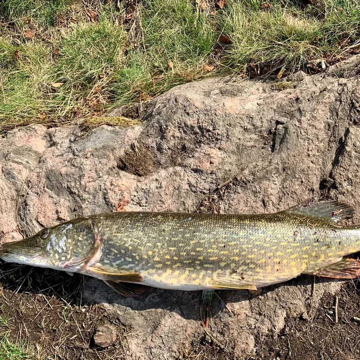 Fishing
