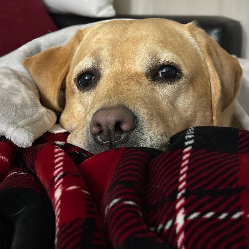 Lab Max