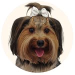 Mel Yorkie | Pet Influencer
