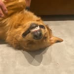odin_the_golden_boy