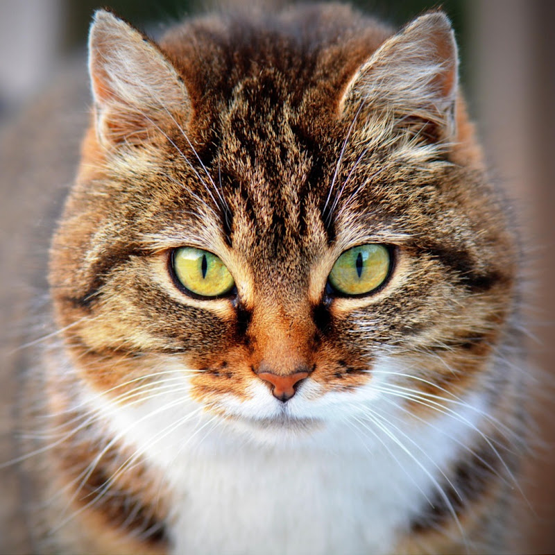 Pet Stories Short