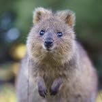 Wadjemup / Rottnest Island