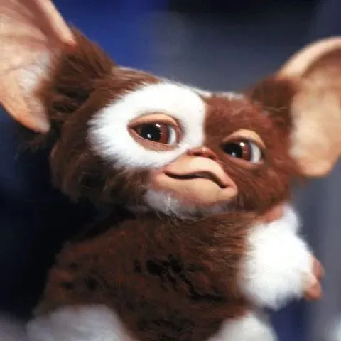 GIZMO 1# FAN❤️❤️