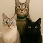 Thomas, Tobias e Tayla