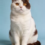 roundcat