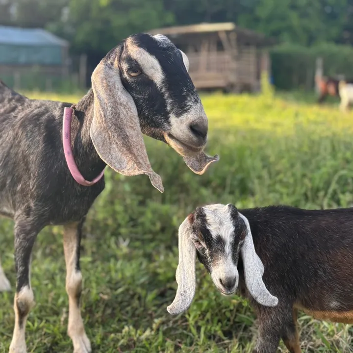 FarmGlam&Fam