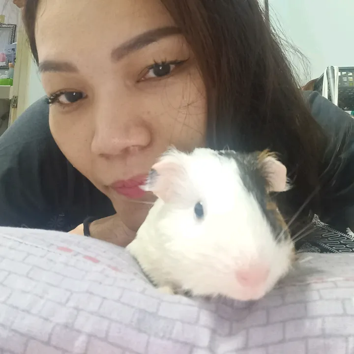 Angie Vs Piggies 🐷