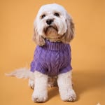 Chiku| Dog Model| Pet Content Creator & UGC| Melbourne Cavoodle