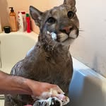 I_am_puma