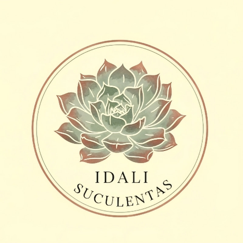 IDALI SUCULENTAS