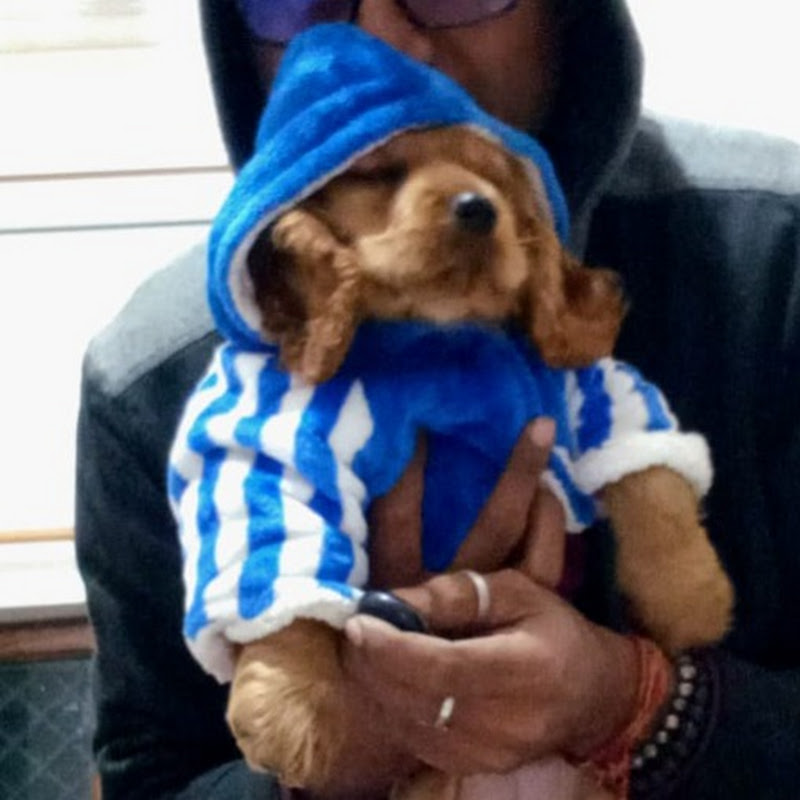 Therapy Dog Troy