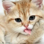 Cute Cat Club