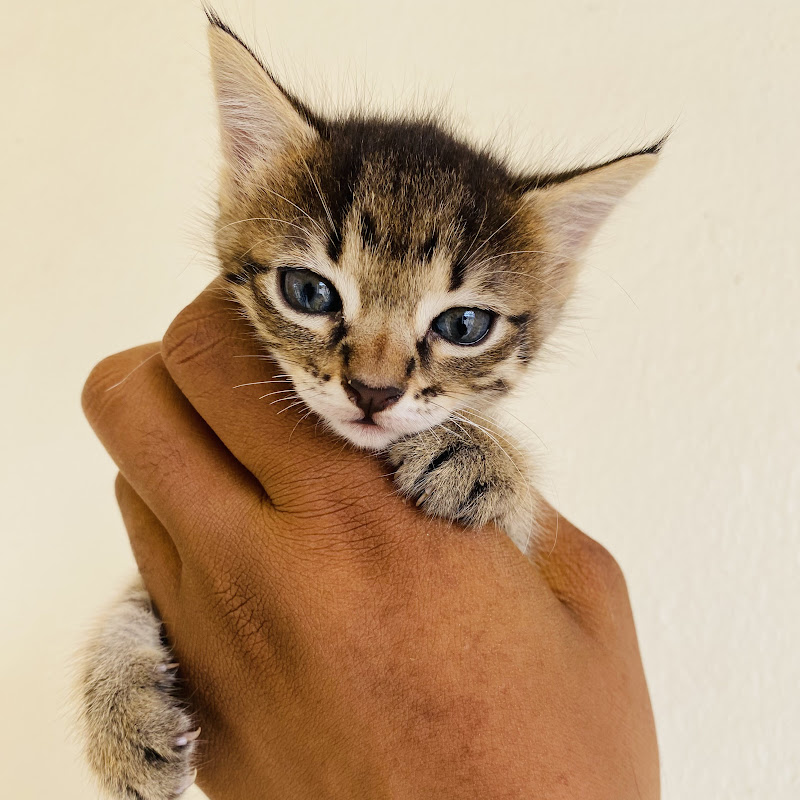 The Cat Care Cove