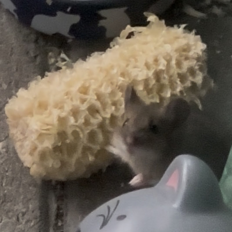 MetsaHiiriPiha-ForestMouseGarden