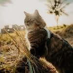 Mr.Puss aka Pancake Face 🐯 Traveler | Petfluencer