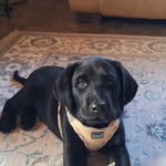Kex | labrador retriever | dog influencer