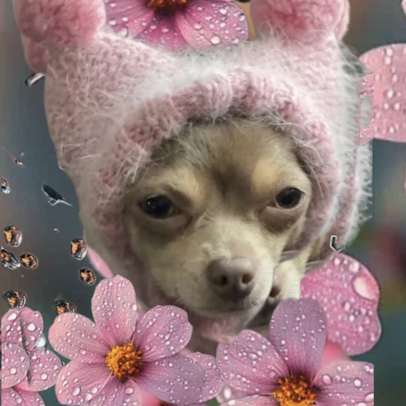 Nina The Charming Chihuahua 