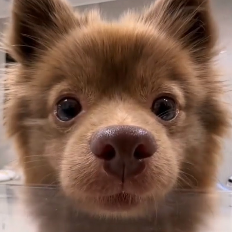 Cute Cats and puppies