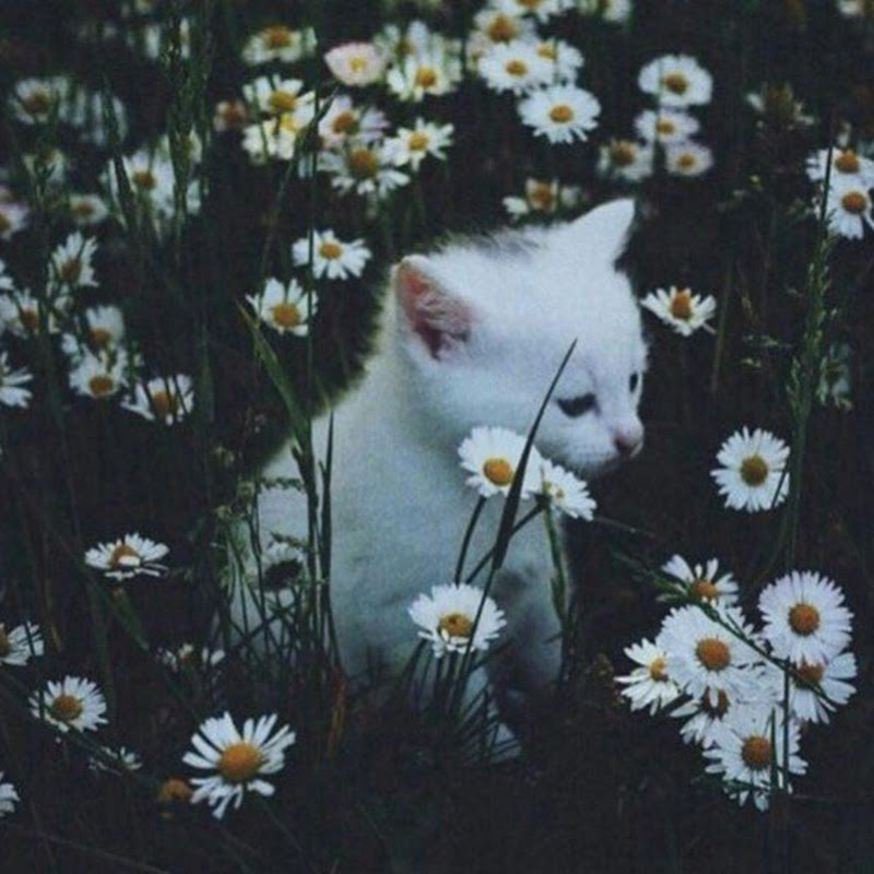 Lonelycat