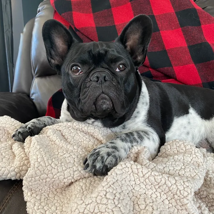 Nixon and Friends 🇨🇦