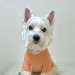 Kuma westie🐾
