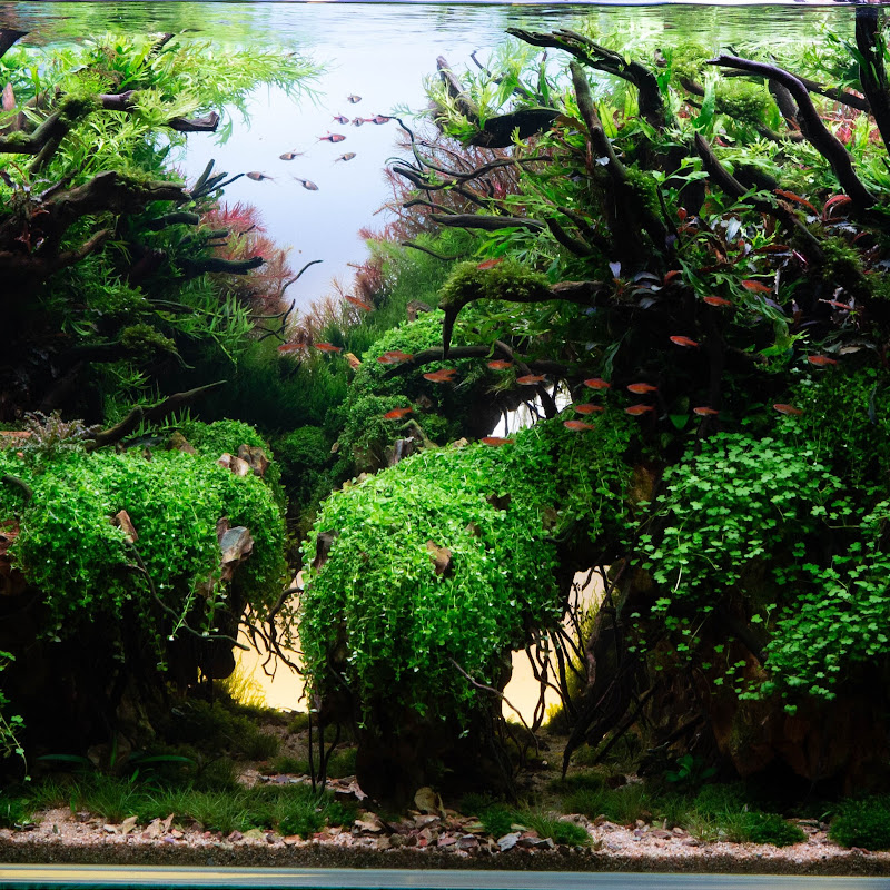 Flaviu Z aquaScaper