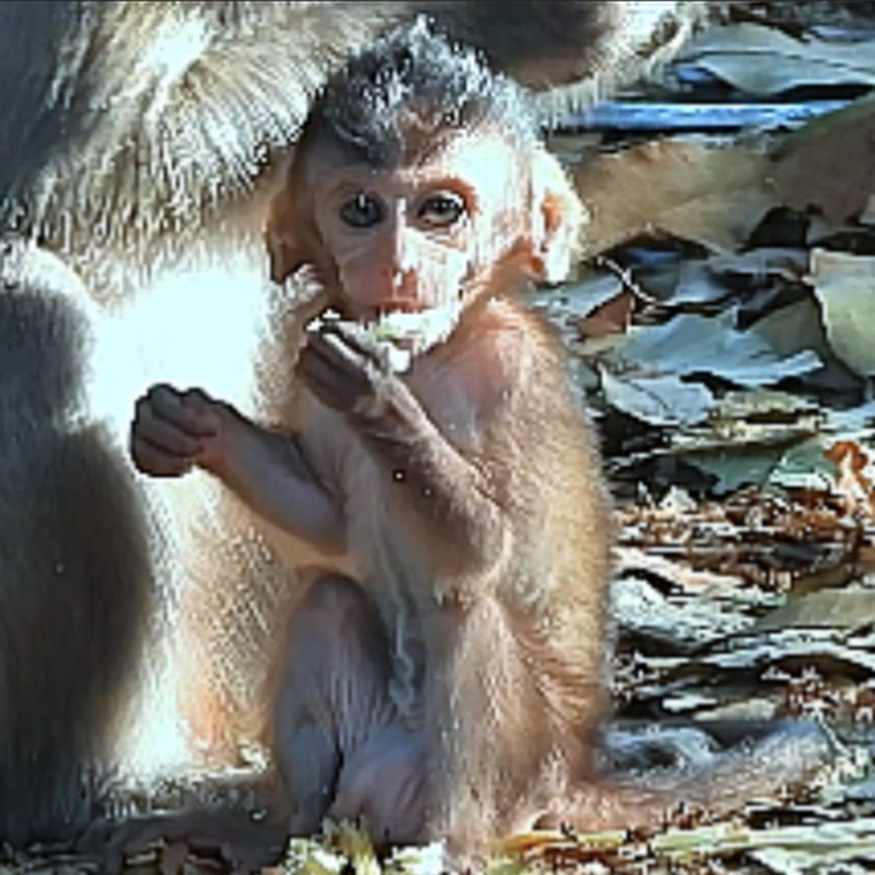Monkey Drama TV