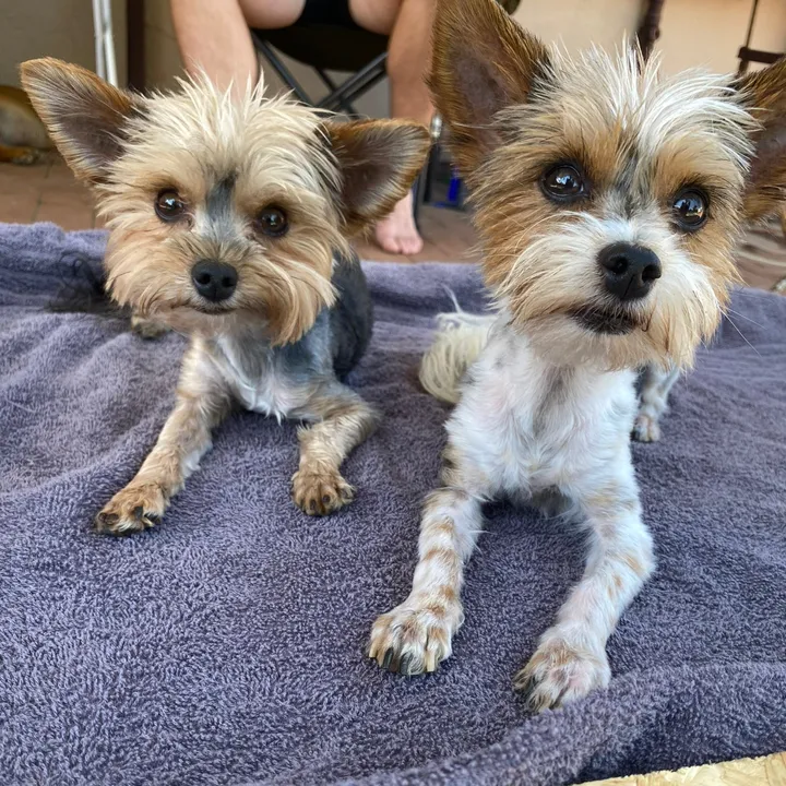 Bailey & Layla 🐶🐾