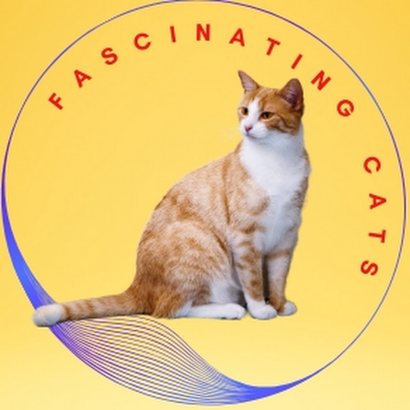 Fascinating Cats