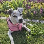 🌺Sofia Terrier Chileno🌹