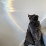 KABI The Maine Coon カビ🐾