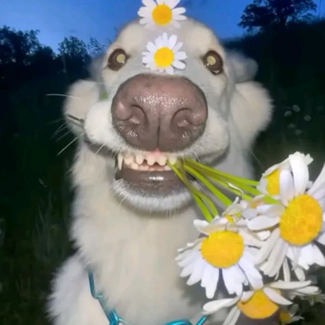 🎀🌷