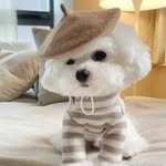 Maltese