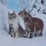 Tiara, Luna & Lizzie