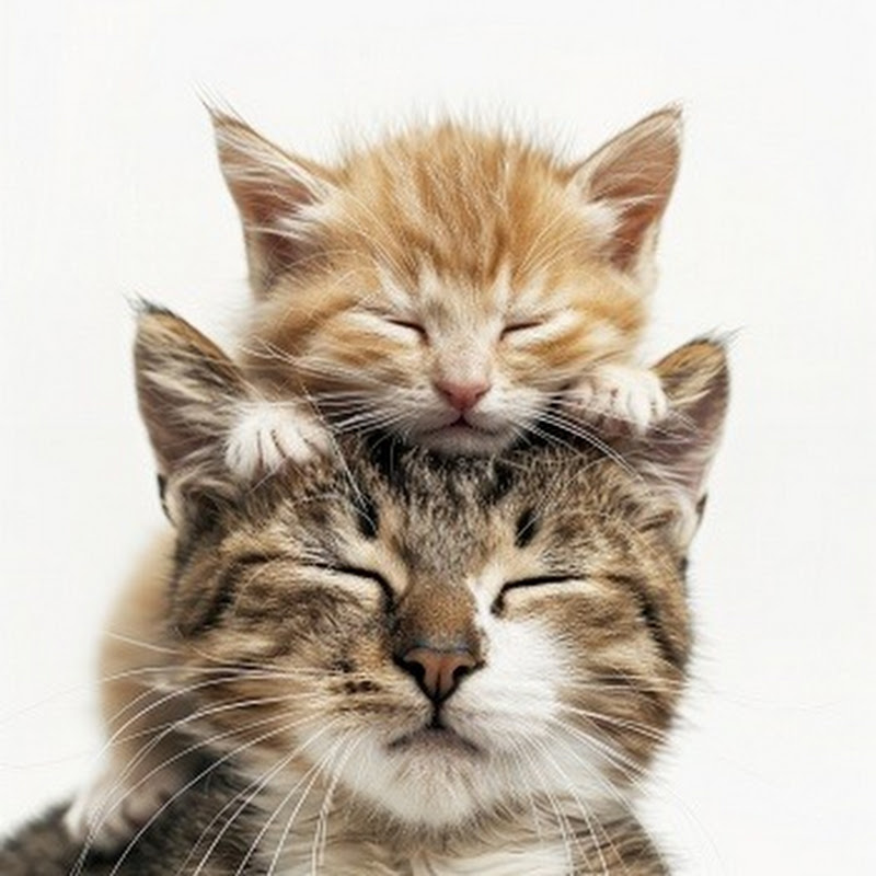 Cat dramatic animals