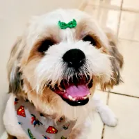 Starktik| Mundo pet influencer