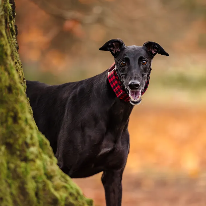 Jayce &Nat: Realistic dog tips